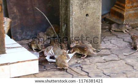 Dirty mice are eating debris next to each other on the wet floor and very foul smell. Selective focus.