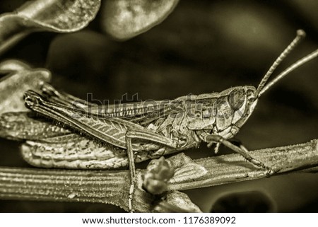 Grasshopper eats plants in macro photography