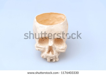 human skull for Halloween use
