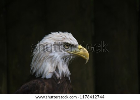 Profile of Bald Eagle