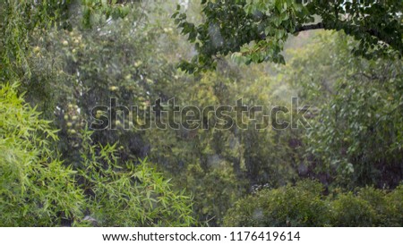 Rain in the forest, wet leaves in the foreground, background of the picture and rain drops in the focus