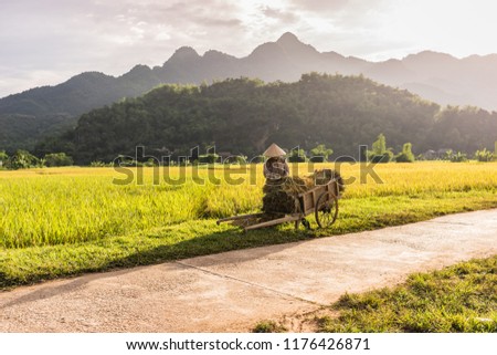 Woman working in the rice fields near Lac Village, Mai Chau valley, Vietnam. Beautiful fall afternoon during harvest time, wooden cart in the foreground. Cultivated grain growing in flooded fields. Royalty-Free Stock Photo #1176426871