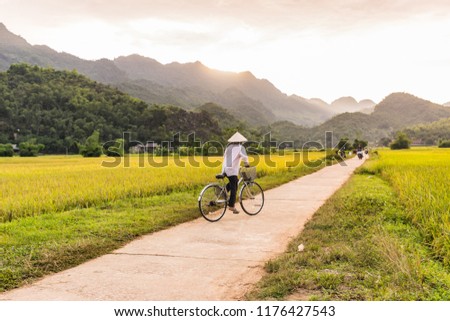 Woman in a rice hat riding a bicycle in a ricefield near Lac Village, Mai Chau valley, Vietnam. Beautiful fall sunset during harvest time. Royalty-Free Stock Photo #1176427543