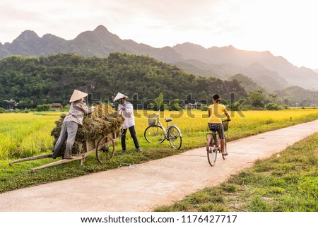 Woman riding a bicycle a rice field near Lac Village, Mai Chau valley, Vietnam. Beautiful fall sunset during harvest time. Cultivated cereal grain growing in flooded fields. Royalty-Free Stock Photo #1176427717
