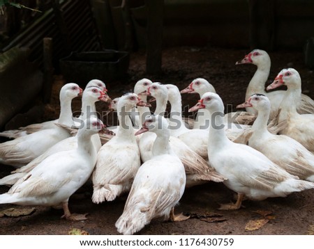 masses duck which mature grown in stable or farm ,it’s a feed animal farm for economic in countryside