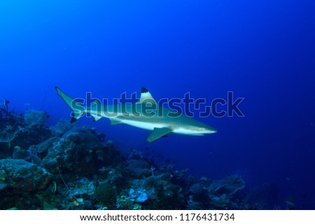 Blacktip Reef Shark on a reef with blue water in Indonesia
