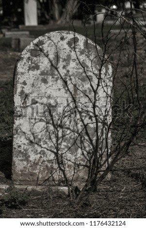Old headstone/tombstone with small dried out tree in front