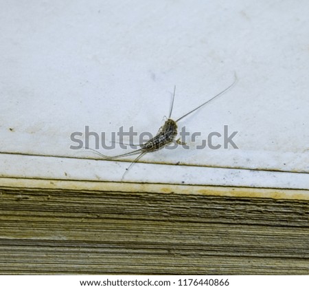 Pest books and newspapers. Insect feeding on paper - silverfish. Pest books and newspapers.