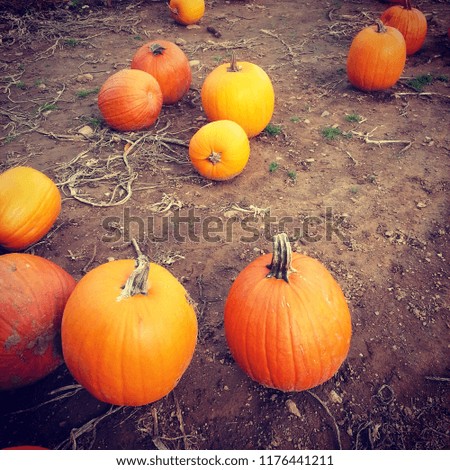 Orange pumpkins in a pumpkin patch