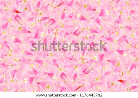 pink rose flower  petals texture background for peace meditation spa health religion nature concept background
