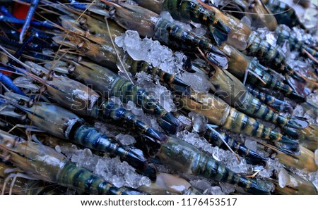 Close up pic of Sale stalls of fresh river shrimp or tiger shrimp on pile of iced, for sea food,for cooking,for gill,street food thailand