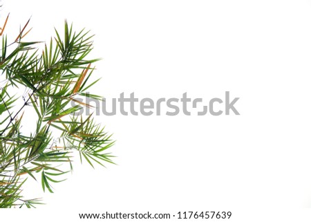 green bamboo leaf , green tropical foliage texture isolated on white background of file with Clipping Path .