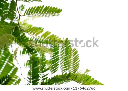 Closeup Green leaf isolated on white background of file with Clipping Path .