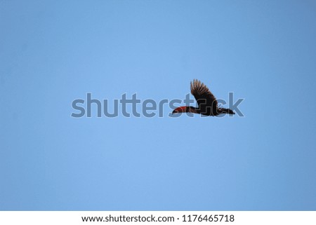 Toucan, big beak bird