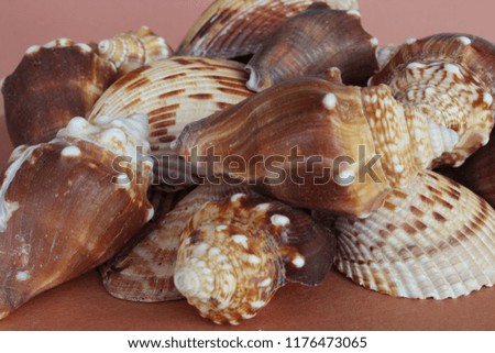 group of seashells with conch shells on brown background