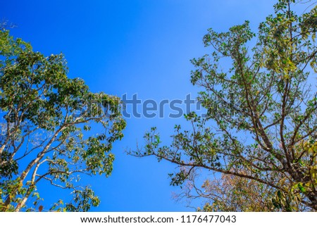 Green tree against blue sky with clouds. The view from down to top, low angle shot. Taken at the end of summer.