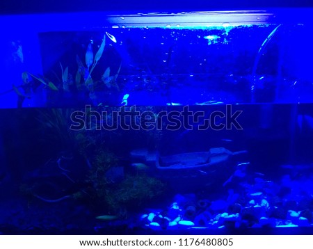 Blue light for fish tank