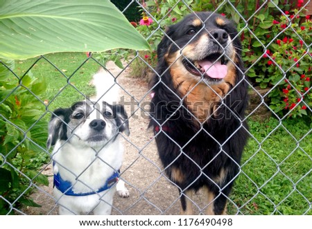 Two very cute smiling dogs look through a chain link fence Royalty-Free Stock Photo #1176490498