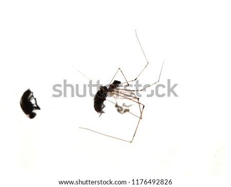 Deadly kiss from insect hunter , Spider eating a fly trapped in spider web on white background , Life goes wrong and ends up with serious damage