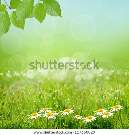 green nature background with sky