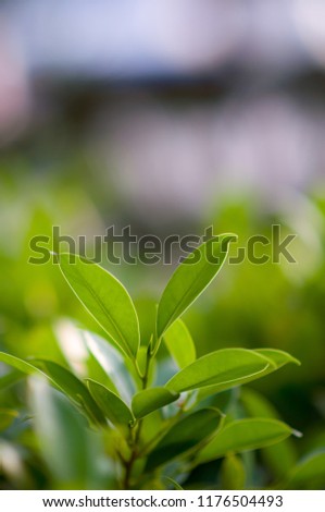 Beautiful green leaf of ficus annulata or banyan tree. Picture is selective focus and background is smooth and soft. 
Scientific name: Ficus microcarpa L.f. cv. Golden Leaves.
Family Name: MORACEAE.