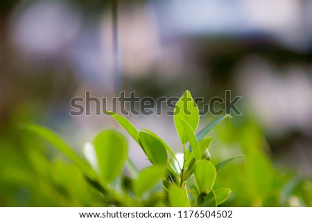 Beautiful green leaf of ficus annulata or banyan tree. Picture is selective focus and background is smooth and soft. 
Scientific name: Ficus microcarpa L.f. cv. Golden Leaves.
Family Name: MORACEAE.