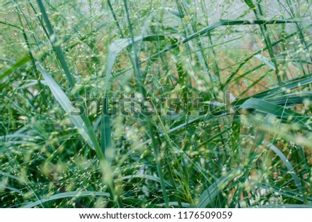 Green grass background. Wallpaper, for site pactures