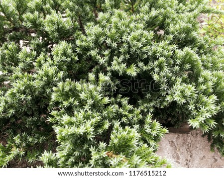 pine creeper close up