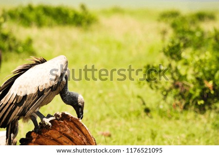 A pack of vultures devouring a carcass in Africa