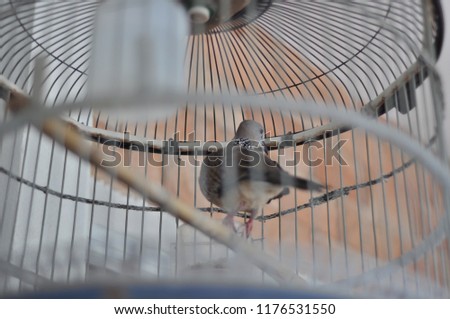 Selectively focused turtledove in a bird cage. 