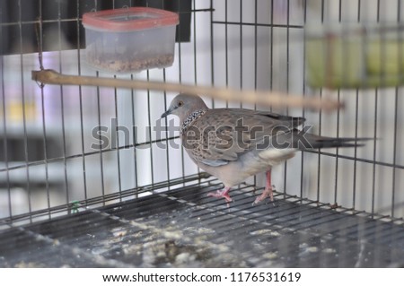 Selectively focused turtledove in a bird cage. 