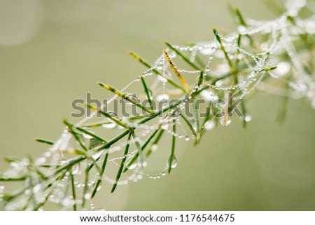 Light drops of dew on a thin beautiful web in the summer in a fog at dawn