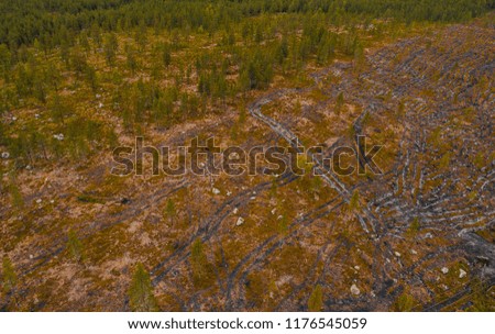Finland, aerial view of forest in Lapland where deforesting has taken place and with tracks of vehicle