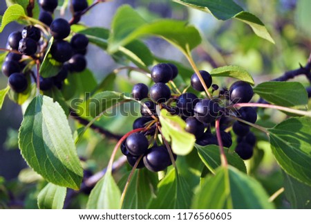 Prunus padus (bird cherry, hackberry, hagberry, Mayday tree) branches with black berries and leaves on blurry green background Royalty-Free Stock Photo #1176560605