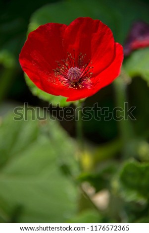 FLOWERS - red poppyes