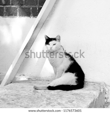 Photo of a close-up of a beautiful cat on a summer veranda