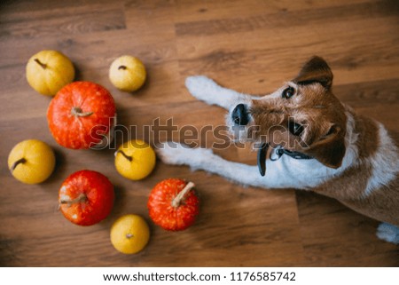 Ornamental pumpkins and a dog on a  wooden background. 