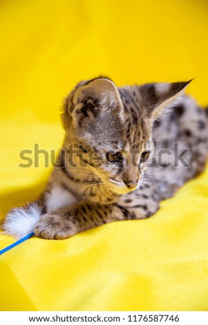 The Savannah F1 kitten on yellow background