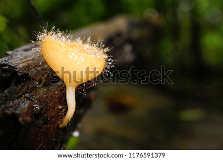 Cookeina tricholoma with beautiful droplets on the timber in the forest