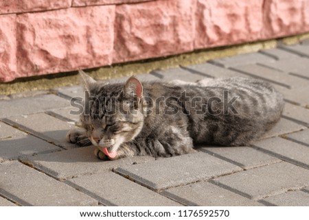 Cat with green eyes relax on street. Beautiful gray striped cat licks its paw on the sidewalk.