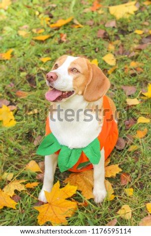 beagle in a pumpkin costume, autumn park, halloween