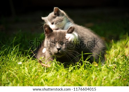 Family of cats outdoor. Cat with the baby kitten on grass. Cat hugs kitten. Cat plays kitten
