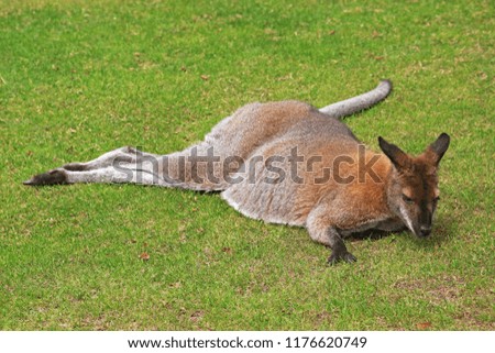 red-necked wallaby lying on grass