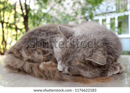 Gray cat sleeping on the car. A homeless cat on the street