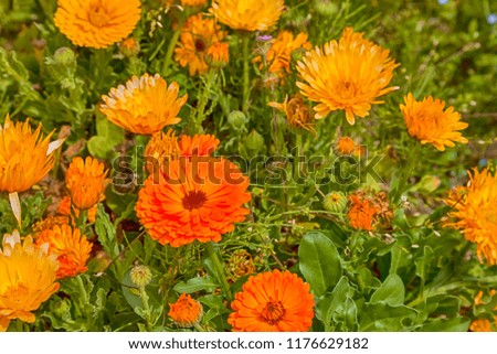 Orange calendula or marigold flower