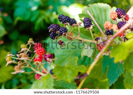 Ripening blackberries growing in the garden macro