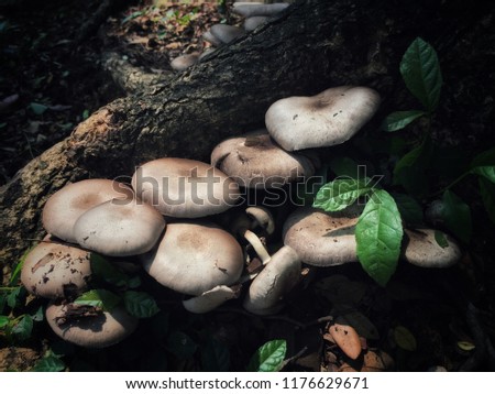 mushrooms in the rain forest