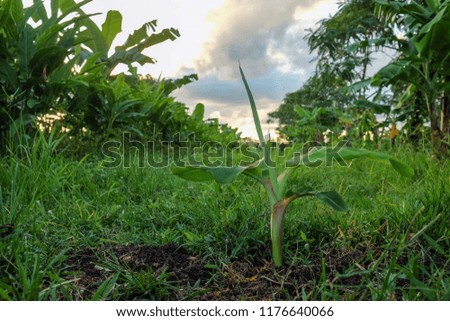 a front selective focus picture of organic young banana at agriculture field beside farm. 