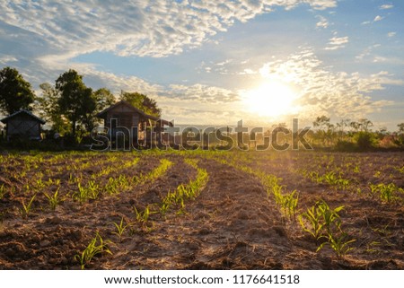 a front selective focus picture of organic young corn field at agriculture farm in the evening summer sunset.