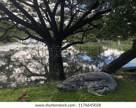 Beautiful big natural tree in garden with reflection of blue sky  in water, rock on green grass